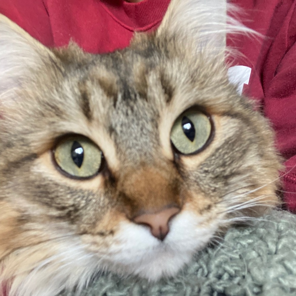 Meet your Posher, Shelby